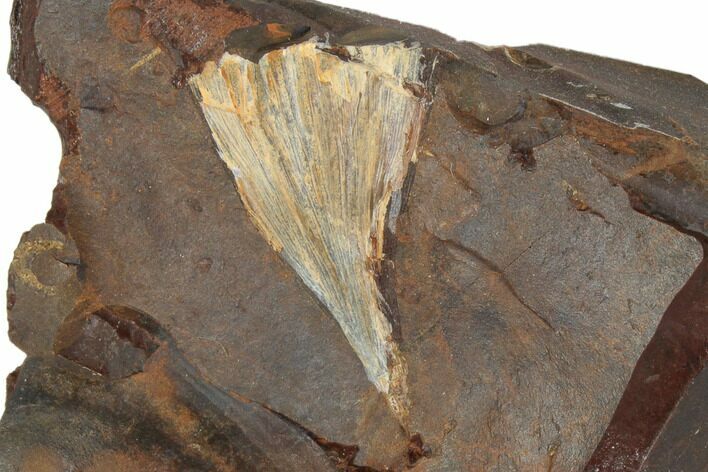 Fossil Ginkgo Leaf From North Dakota - Paleocene #188661